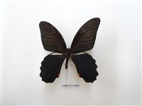 藏品(黑鳳蝶)的圖片